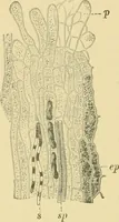 Picture 476 of 504 from The microscopy of vegetable foods (1906), leaf 651