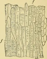 Picture 477 of 504 from The microscopy of vegetable foods (1906), leaf 651