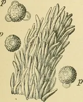 An illustration from The microscopy of vegetable foods (1906)