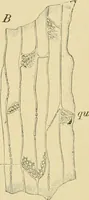 Picture 479 of 504 from The microscopy of vegetable foods (1906), leaf 652