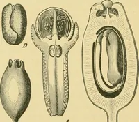 Picture 480 of 504 from The microscopy of vegetable foods (1906), leaf 653