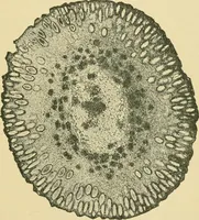 Picture 481 of 504 from The microscopy of vegetable foods (1906), leaf 654