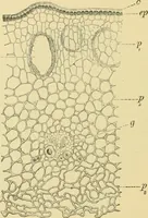 Picture 482 of 504 from The microscopy of vegetable foods (1906), leaf 655