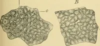 Picture 484 of 504 from The microscopy of vegetable foods (1906), leaf 656