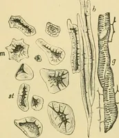 Picture 485 of 504 from The microscopy of vegetable foods (1906), leaf 658