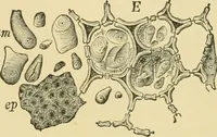 Picture 487 of 504 from The microscopy of vegetable foods (1906), leaf 660