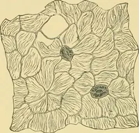 An illustration from The microscopy of vegetable foods (1906)