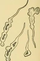 Picture 489 of 504 from The microscopy of vegetable foods (1906), leaf 661