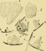 An illustration from The microscopy of vegetable foods (1906)