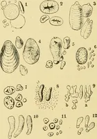 Picture 491 of 504 from The microscopy of vegetable foods (1906), leaf 667