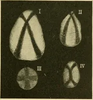 Picture 492 of 504 from The microscopy of vegetable foods (1906), leaf 668