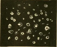 Picture 493 of 504 from The microscopy of vegetable foods (1906), leaf 672