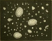 Picture 494 of 504 from The microscopy of vegetable foods (1906), leaf 674
