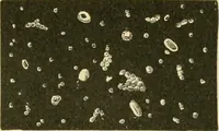 An illustration from The microscopy of vegetable foods (1906)