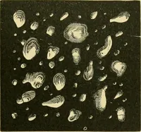 Picture 496 of 504 from The microscopy of vegetable foods (1906), leaf 678