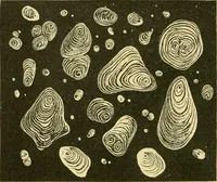 Picture 497 of 504 from The microscopy of vegetable foods (1906), leaf 681