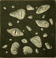 Picture 498 of 504 from The microscopy of vegetable foods (1906), leaf 682
