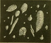 Picture 499 of 504 from The microscopy of vegetable foods (1906), leaf 683