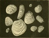 An illustration from The microscopy of vegetable foods (1906)