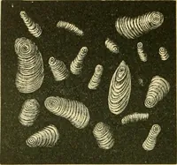 Picture 501 of 504 from The microscopy of vegetable foods (1906), leaf 685