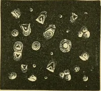 Picture 502 of 504 from The microscopy of vegetable foods (1906), leaf 686