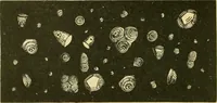 Picture 503 of 504 from The microscopy of vegetable foods (1906), leaf 687