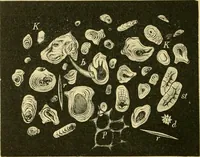 Picture 504 of 504 from The microscopy of vegetable foods (1906), leaf 689