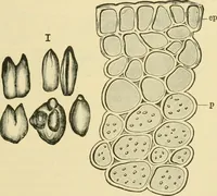 An illustration from The microscopy of vegetable foods (1906)