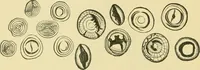 Picture 30 of 504 from The microscopy of vegetable foods (1906), leaf 73
