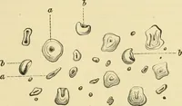 An illustration from The microscopy of vegetable foods (1906)