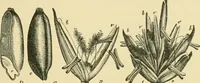 Picture 32 of 504 from The microscopy of vegetable foods (1906), leaf 82