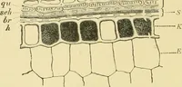 Picture 33 of 504 from The microscopy of vegetable foods (1906), leaf 87