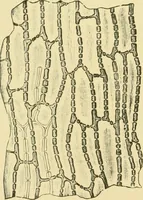 Picture 34 of 504 from The microscopy of vegetable foods (1906), leaf 87