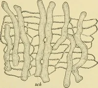 Picture 35 of 504 from The microscopy of vegetable foods (1906), leaf 88