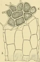 Picture 37 of 504 from The microscopy of vegetable foods (1906), leaf 90
