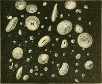 Picture 38 of 504 from The microscopy of vegetable foods (1906), leaf 90