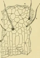 Picture 39 of 504 from The microscopy of vegetable foods (1906), leaf 99