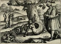 An illustration from [Mikrokosmos] : Paruus mundus (1644)