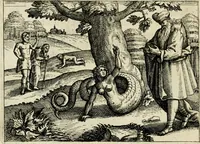 Picture 43 of 74 from Mikrokósmos = Paruus mundus (1618), leaf 95