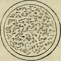 Picture 20 of 209 from Mikroskopische Bilder : Naturansichten aus dem kleinsten Raume ; ein Gemälde des Mikrokosmus in seinen Gestalten und Gesetzen (1853), leaf 130