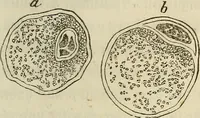An illustration from Mikroskopische Bilder : Naturansichten aus dem kleinsten Raume ; ein Gemälde des Mikrokosmus in seinen Gestalten und Gesetzen (1853)