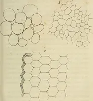 Picture 22 of 209 from Mikroskopische Bilder : Naturansichten aus dem kleinsten Raume ; ein Gemälde des Mikrokosmus in seinen Gestalten und Gesetzen (1853), leaf 140