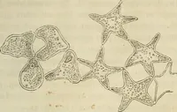 Picture 23 of 209 from Mikroskopische Bilder : Naturansichten aus dem kleinsten Raume ; ein Gemälde des Mikrokosmus in seinen Gestalten und Gesetzen (1853), leaf 142