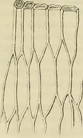 Picture 24 of 209 from Mikroskopische Bilder : Naturansichten aus dem kleinsten Raume ; ein Gemälde des Mikrokosmus in seinen Gestalten und Gesetzen (1853), leaf 145