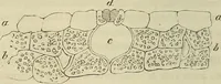 Picture 25 of 209 from Mikroskopische Bilder : Naturansichten aus dem kleinsten Raume ; ein Gemälde des Mikrokosmus in seinen Gestalten und Gesetzen (1853), leaf 147
