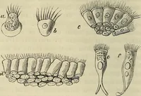Picture 27 of 209 from Mikroskopische Bilder : Naturansichten aus dem kleinsten Raume ; ein Gemälde des Mikrokosmus in seinen Gestalten und Gesetzen (1853), leaf 169