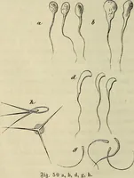 Picture 30 of 209 from Mikroskopische Bilder : Naturansichten aus dem kleinsten Raume ; ein Gemälde des Mikrokosmus in seinen Gestalten und Gesetzen (1853), leaf 173