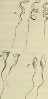 Picture 31 of 209 from Mikroskopische Bilder : Naturansichten aus dem kleinsten Raume ; ein Gemälde des Mikrokosmus in seinen Gestalten und Gesetzen (1853), leaf 174