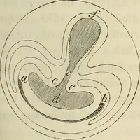 An illustration from Mikroskopische Bilder : Naturansichten aus dem kleinsten Raume ; ein Gemälde des Mikrokosmus in seinen Gestalten und Gesetzen (1853)