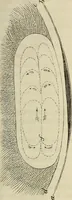 An illustration from Mikroskopische Bilder : Naturansichten aus dem kleinsten Raume ; ein Gemälde des Mikrokosmus in seinen Gestalten und Gesetzen (1853)